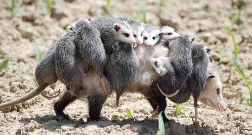 opossum mother