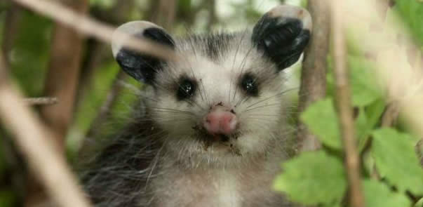 opossum usa