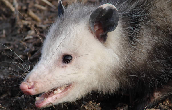 opossum usa 2