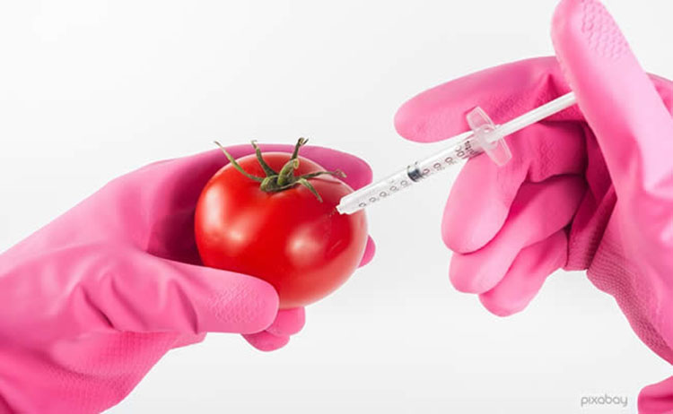 3 Simple Ways to Tell GMO From Organic Foods gmo Organic Foods