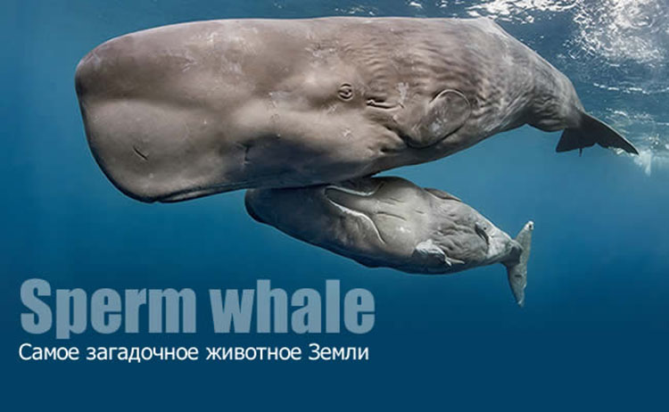 sperm whale