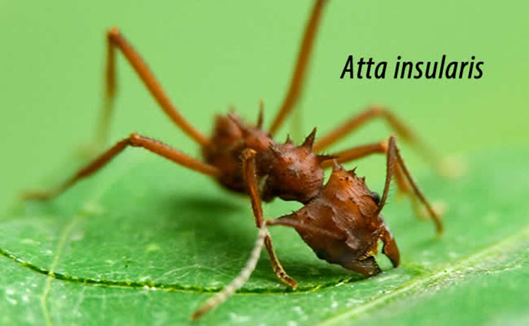 Atta insularis