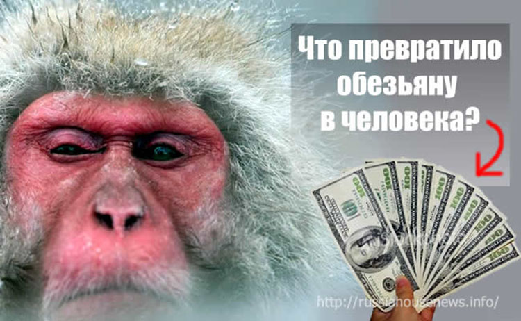 monkey money