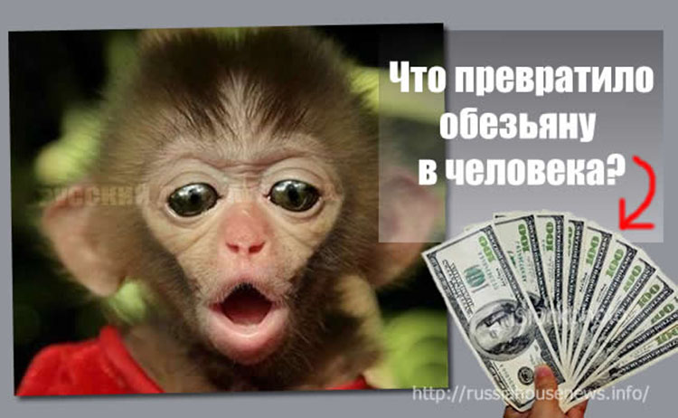 monkey money 1