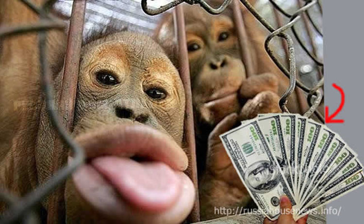 monkey money 2