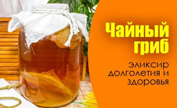 ЧАЙНЫЙ ГРИБ